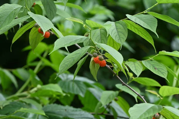 Broussonetia Kazinoki Morera Papel Bayas Moraceae Arbusto Caducifolio Produce Frutos — Foto de Stock