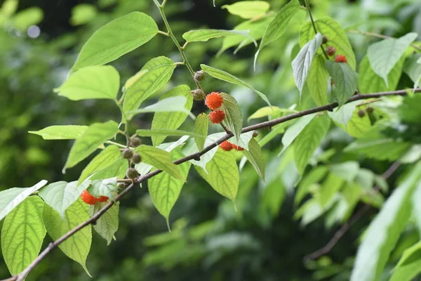 ブロスネティア カジノキ 桑の実 モレ科の落葉低木 夏に赤い球形の集合果実を出します この木はかつて和紙の原料として使われていた — ストック写真