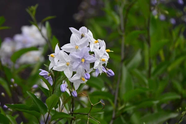 Bramborová Réva Solanum Jasminoides Květiny Solanaceae Věčně Zelené Keře Vinné — Stock fotografie
