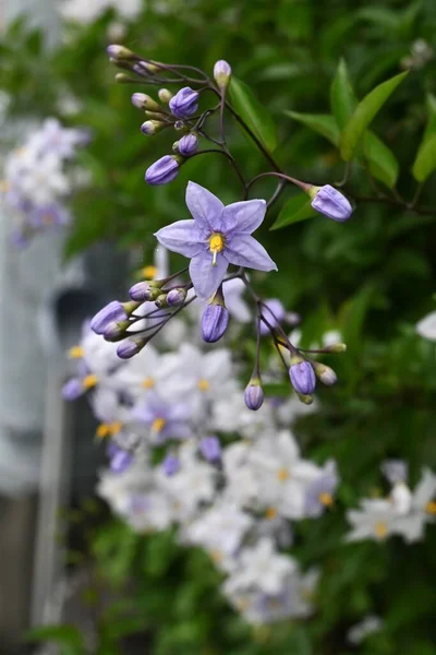 ジャガイモのつる ヤスミノイデス ブラジル原産のソラネア科常緑低木つる 夏に白や紫の星型の花を咲かせます — ストック写真