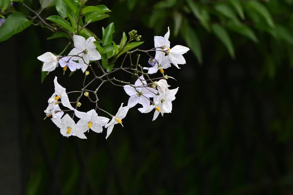 Patates Asması Solanum Jasminoides Çiçekleri Solanaceae Brezilya Özgüdür Yazın Beyaz — Stok fotoğraf