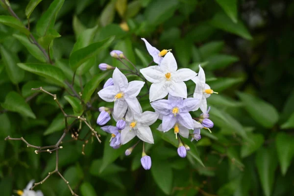 Solanum Jasminoides 솔라나 상록수는 브라질에서 자생하는 덩굴이다 흰색이나 보라색 모양의 — 스톡 사진