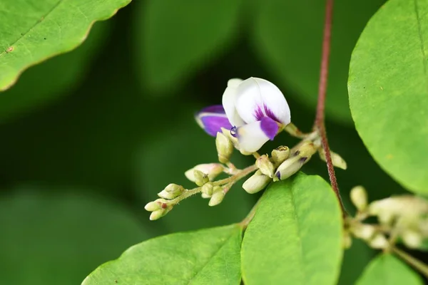 Lespedeza Buegeri Květiny Fabaceae Listnatý Keř Světle Purpurově Bílé Květy — Stock fotografie