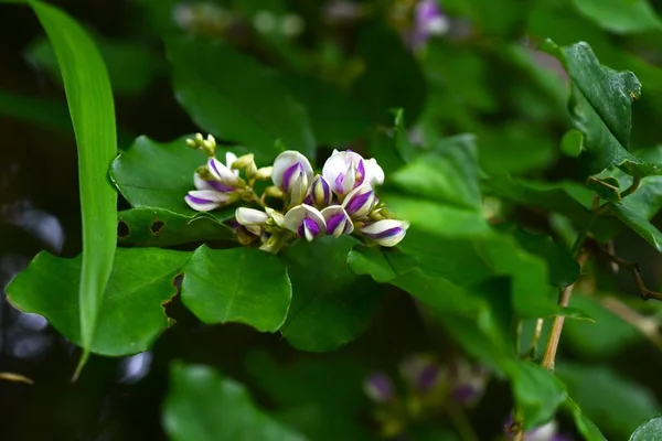 Lespedeza Buegeri Çiçekleri Fabaceae Yaprak Döken Çalı Soluk Mor Beyaz — Stok fotoğraf