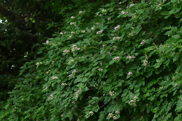 Квіти Леседези Бегеері Листяний Чагарник Fabaceae Блідо Фіолетово Білі Квіти — стокове фото