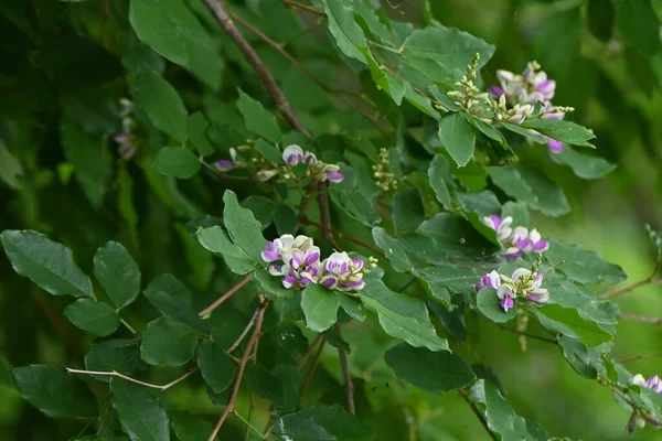 Lespedeza Buegeri Kukkia Fabaceae Lehtipuut Pensas Vaalean Violetti Valkoinen Perhonen — kuvapankkivalokuva