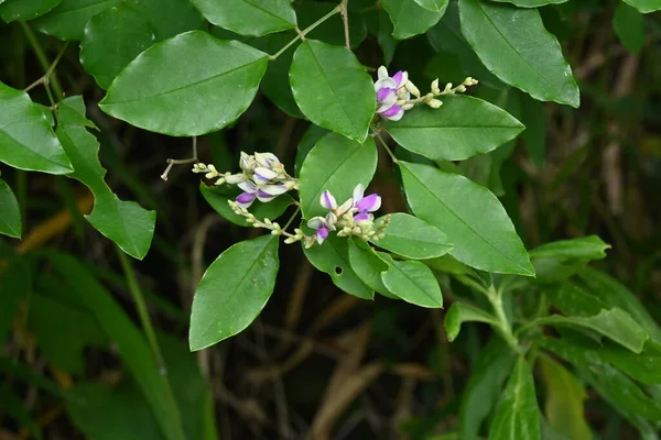 Lespedeza Buegeri Flores Fabaceae Arbusto Caducifolio Flores Color Púrpura Pálido — Foto de Stock