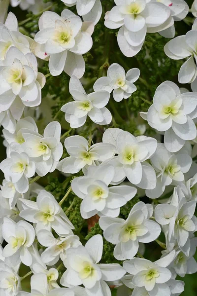 stock image Oakleaf hydrangea ( Hydrangea guercifolia ) flowers. Hydrangeaceae deciduous plants. White flowers bloom in a pyramid shape around June.