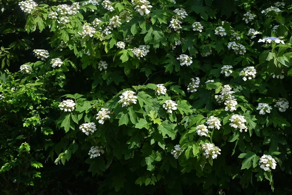 Oakleaf Hydrangea Hydrangea Guercifolia 水草科落叶植物 六月左右 白色的花朵呈金字塔状绽放 — 图库照片