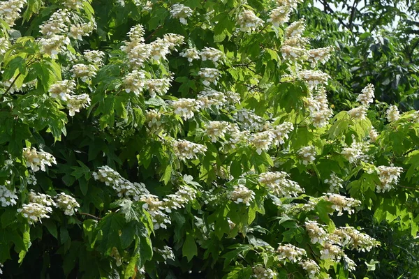 Oakleaf Hortensia Hortensia Guercifolia Bloeit Hydrangeaceae Bladverliezende Planten Witte Bloemen — Stockfoto