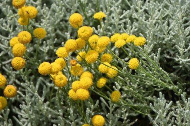 Santolina (pamuk lavanta) çiçekleri. Asteraceae bitkisi her zaman yeşildir. Mayıs 'tan Temmuz' a kadar çiçek açar.