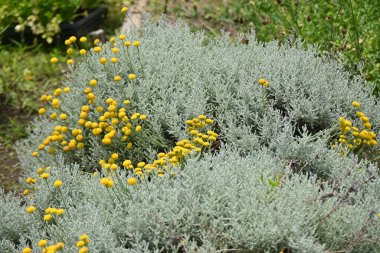 Santolina (pamuk lavanta) çiçekleri. Asteraceae bitkisi her zaman yeşildir. Mayıs 'tan Temmuz' a kadar çiçek açar.