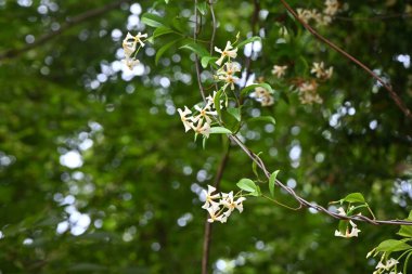 Japon yıldız yasemin (Trachelospermum asiaticum) çiçekleri. Apocynaceae asma çalısı. Mayıs 'tan Haziran' a kadar pervane şeklinde beyaz çiçekler açıyor. Zehirli bitkiler..