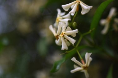 Japon yıldız yasemin (Trachelospermum asiaticum) çiçekleri. Apocynaceae asma çalısı. Mayıs 'tan Haziran' a kadar pervane şeklinde beyaz çiçekler açıyor. Zehirli bitkiler..
