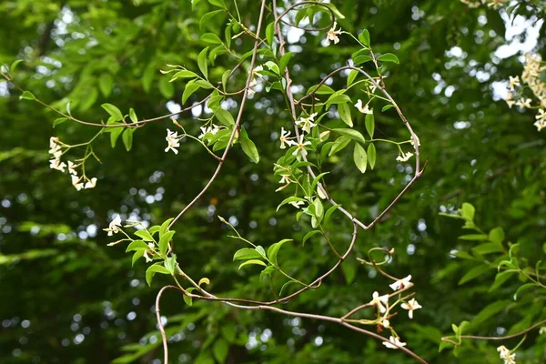 日本星茉莉花 Trachelospermum Asiaticum 无花果科常绿藤灌木 5月至6月开花螺旋桨状白花 有毒植物 — 图库照片