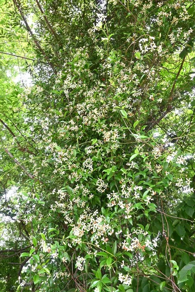 Японская Звезда Жасмин Trachelospermum Asiaticum Цветы Apocynaceae Evergreen Vine Shrub — стоковое фото