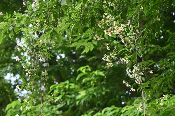 Japonka Gwiazda Jaśminu Trachelospermum Asiaticum Kwiaty Apocynaceae Wiecznie Zielony Krzew — Zdjęcie stockowe