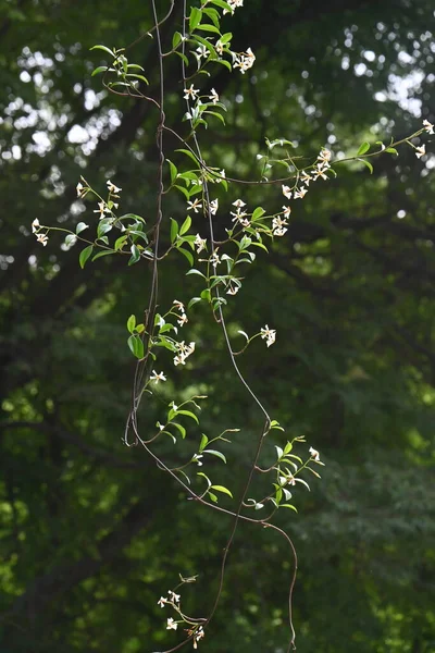 일본의 재스민 Trachelospermum Asiaticum 상록수 관목이다 꽃들은 프로펠러 모양의 월부터 — 스톡 사진