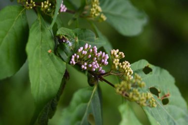 Japon beautyberry (Callicarpa japonica) çiçekleri. Lamiaceae yaprak döken çalı. Soluk mor çiçekler Haziran 'dan Temmuz' a kadar döngülerle açar. Bereler sonbaharda mora döner..