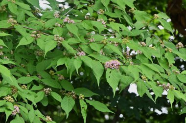 Japon beautyberry (Callicarpa japonica) çiçekleri. Lamiaceae yaprak döken çalı. Soluk mor çiçekler Haziran 'dan Temmuz' a kadar döngülerle açar. Bereler sonbaharda mora döner..
