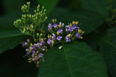 Japon beautyberry (Callicarpa japonica) çiçekleri. Lamiaceae yaprak döken çalı. Soluk mor çiçekler Haziran 'dan Temmuz' a kadar döngülerle açar. Bereler sonbaharda mora döner..