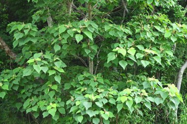 Japon mallotus (Mallotus japonicus) çiçekleri. Euphorbiaceae Dioecious yaprak döken ağacı. Haziran 'dan Temmuz' a kadar çiçek açmış. Genç yapraklar yenilebilir. Ağaç kabuğu ve yapraklar da şifalıdır..