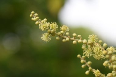 Japon mallotus (Mallotus japonicus) çiçekleri. Euphorbiaceae Dioecious yaprak döken ağacı. Haziran 'dan Temmuz' a kadar çiçek açmış. Genç yapraklar yenilebilir. Ağaç kabuğu ve yapraklar da şifalıdır..