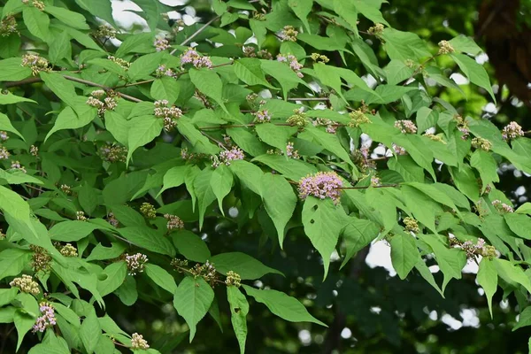 Japanische Schönbeere Callicarpa Japonica Blüht Laubbaum Der Lamiaceae Von Juni — Stockfoto