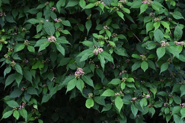 Japanse Beautyberry Callicarpa Japonica Bloemen Lamiaceae Bladverliezende Struik Bleke Paarse — Stockfoto