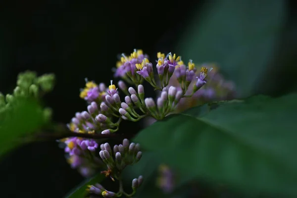 Japanese beautyberry (Callicarpa japonica) flowers. Lamiaceae deciduous shrub. Pale purple flowers bloom in cymes from June to July. Berries ripen to purple in autumn.