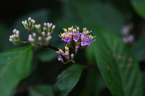 Японская Красавица Callicarpa Japonica Цветы Lamiaceae Deciduous Shrub Бледно Фиолетовые — стоковое фото