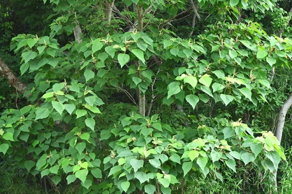 Японский Маллотос Mallotus Japonicus Цветы Euphorbiaceae Dioecious Листопадное Дерево Цветение — стоковое фото