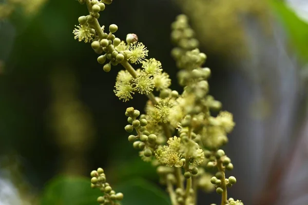 Japon Mallotus Mallotus Japonicus Çiçekleri Euphorbiaceae Dioecious Yaprak Döken Ağacı — Stok fotoğraf