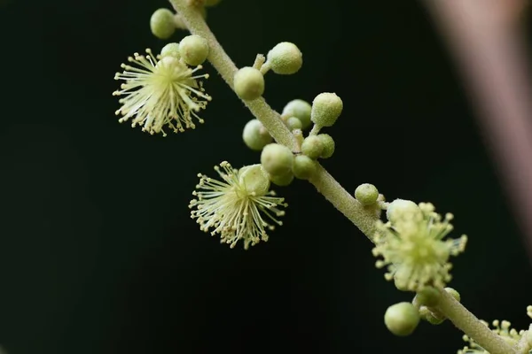 Japonské Mallotos Mallotus Japonicus Květiny Euphorbiaceae Dioecious Listnatý Strom Kvete — Stock fotografie