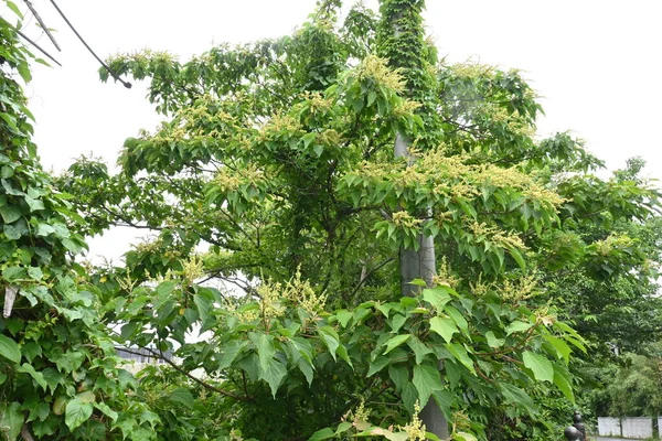 Ιαπωνικά Άνθη Μαλλωτού Mallotus Japonicus Euphorbiaceae Δίοικο Φυλλοβόλο Δέντρο Ανθίζει — Φωτογραφία Αρχείου