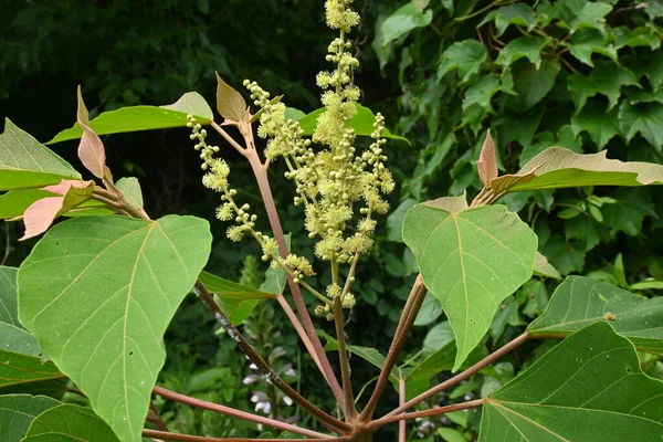 Malótus Japonês Mallotus Japonicus Flores Euphorbiaceae Árvore Decídua Dióica Floração — Fotografia de Stock