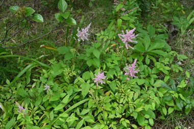 Astilbe çiçekleri. Saxifragaceae daimi bitkileri. Mayıs 'tan Temmuz' a kadar çiçek açar.