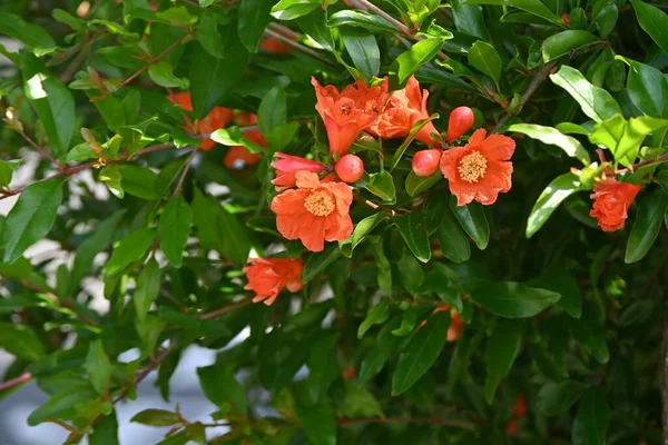 Granátová Jablka Sezónní Podkladový Materiál Červenočervené Květy Kvetou Začátkem Léta — Stock fotografie