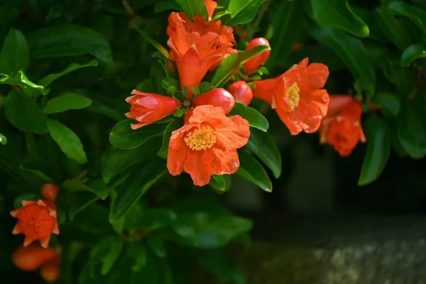 Flores Romã Material Fundo Sazonal Flores Vermelho Avermelhadas Florescem Início — Fotografia de Stock