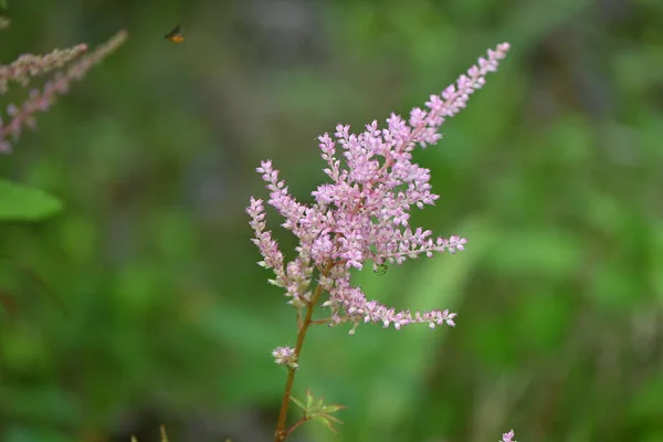 蜂の花だ サキシフラガサ科の多年生植物 5月7月に咲きます — ストック写真