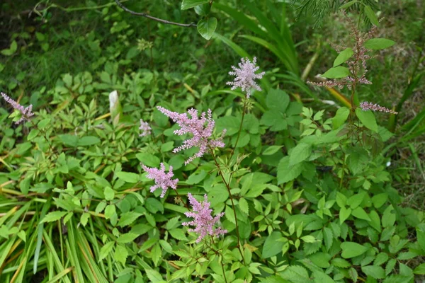 Astilbe Kwiaty Saxifragaceae Wieloletnich Roślin Kwitnie Maja Lipca — Zdjęcie stockowe