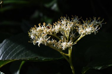 Dev Dogwood (Cornus tartışması) çiçekleri. Cornaceae yaprak döken ağacı. Mayıs 'tan Haziran' a kadar çok sayıda dört yapraklı çiçek çiçek açar..