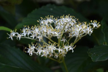 Dev Dogwood (Cornus tartışması) çiçekleri. Cornaceae yaprak döken ağacı. Mayıs 'tan Haziran' a kadar çok sayıda dört yapraklı çiçek çiçek açar..