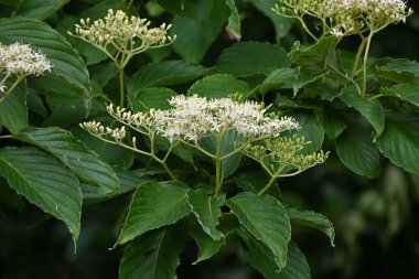 Dev Dogwood (Cornus tartışması) çiçekleri. Cornaceae yaprak döken ağacı. Mayıs 'tan Haziran' a kadar çok sayıda dört yapraklı çiçek çiçek açar..