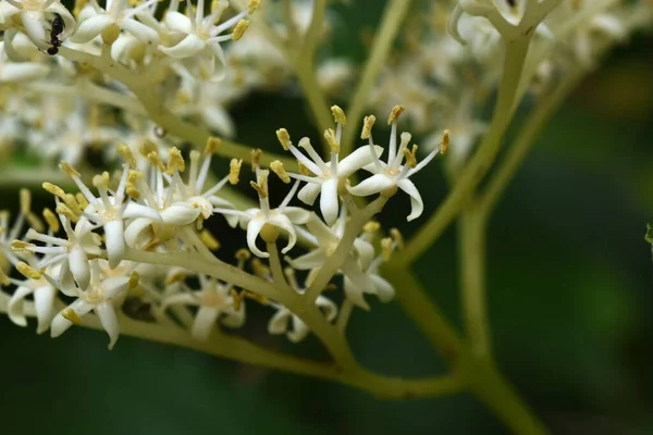 Olbrzymie Kwiaty Cornus Controversa Drzewo Liściaste Kukurydzy Liczne Białe Kwiaty — Zdjęcie stockowe