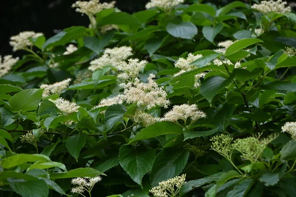 Riesenhartriegel Cornus Controversa Blüht Cornaceae Laubbaum Zahlreiche Weiße Vierblättrige Blüten — Stockfoto