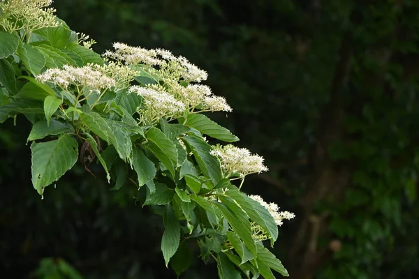 Гигантские Цветки Дуба Cornus Controversa Кукурузные Лиственные Деревья Многочисленные Белые — стоковое фото