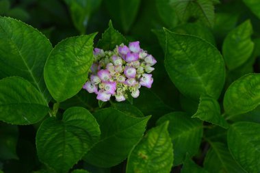 Ortanca çiçekleri. Mevsimlik arka plan malzemesi. Ortanca çiçekleri yağmur mevsiminde Japonya 'da mevsimsel bir gelenektir..