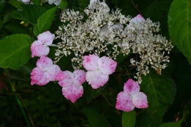 Ortanca çiçekleri. Mevsimlik arka plan malzemesi. Ortanca çiçekleri yağmur mevsiminde Japonya 'da mevsimsel bir gelenektir..