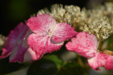 Ortanca çiçekleri. Mevsimlik arka plan malzemesi. Ortanca çiçekleri yağmur mevsiminde Japonya 'da mevsimsel bir gelenektir..